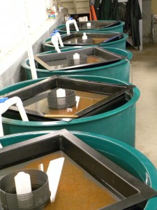 Brook trout eggs incubate on trays in a hatchery.