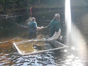 Biologists dragging seine net through a section of the Kennebago River