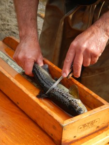 A biologist takes scales from the fish to age the fish later on.