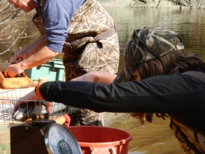 Two stations were set up where biologists could take length and weight measurements and collect scales from the fish caught.