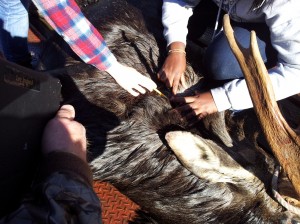 Unity College students check harvested moose for winter tick load. (Photo Credit: Regional Biologist Chuck Hulsey)