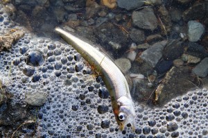 An invasive rainbow smelt washes in when a pond is reclaimed