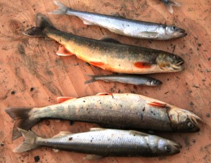 Rainbow smelts are capable of growing as large as a nice-sized brook trout and can easily compete with the trout for food, eventually eradicating the trout altogether. The second and fourth fish down in this photo are brook trout. The others are rainbow smelts.