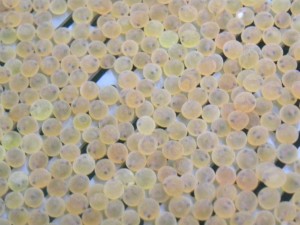 Brook trout eggs at the 'eyed' stage.