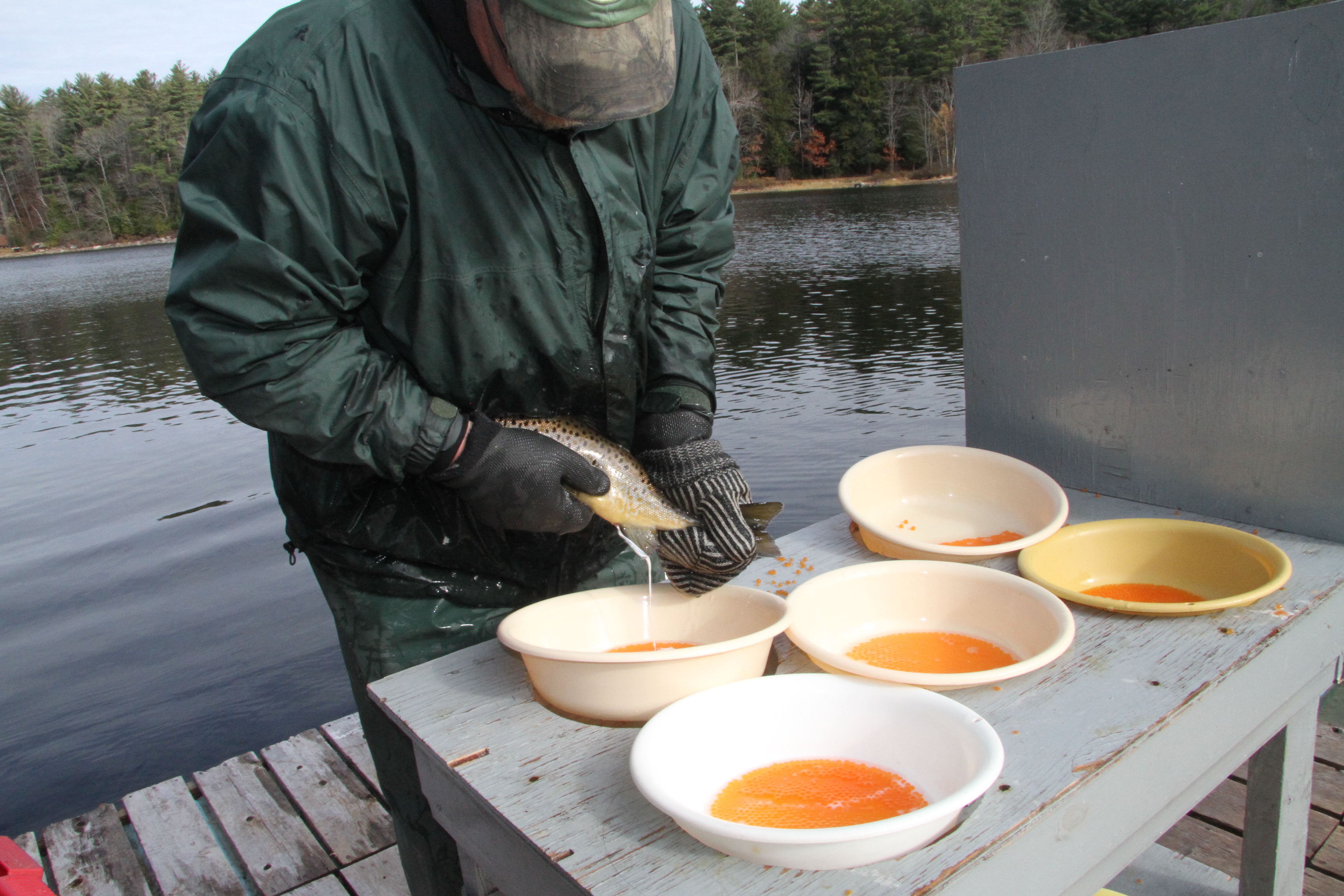 A male salmon's milt is released into a bowl fertilizing salmon eggs.