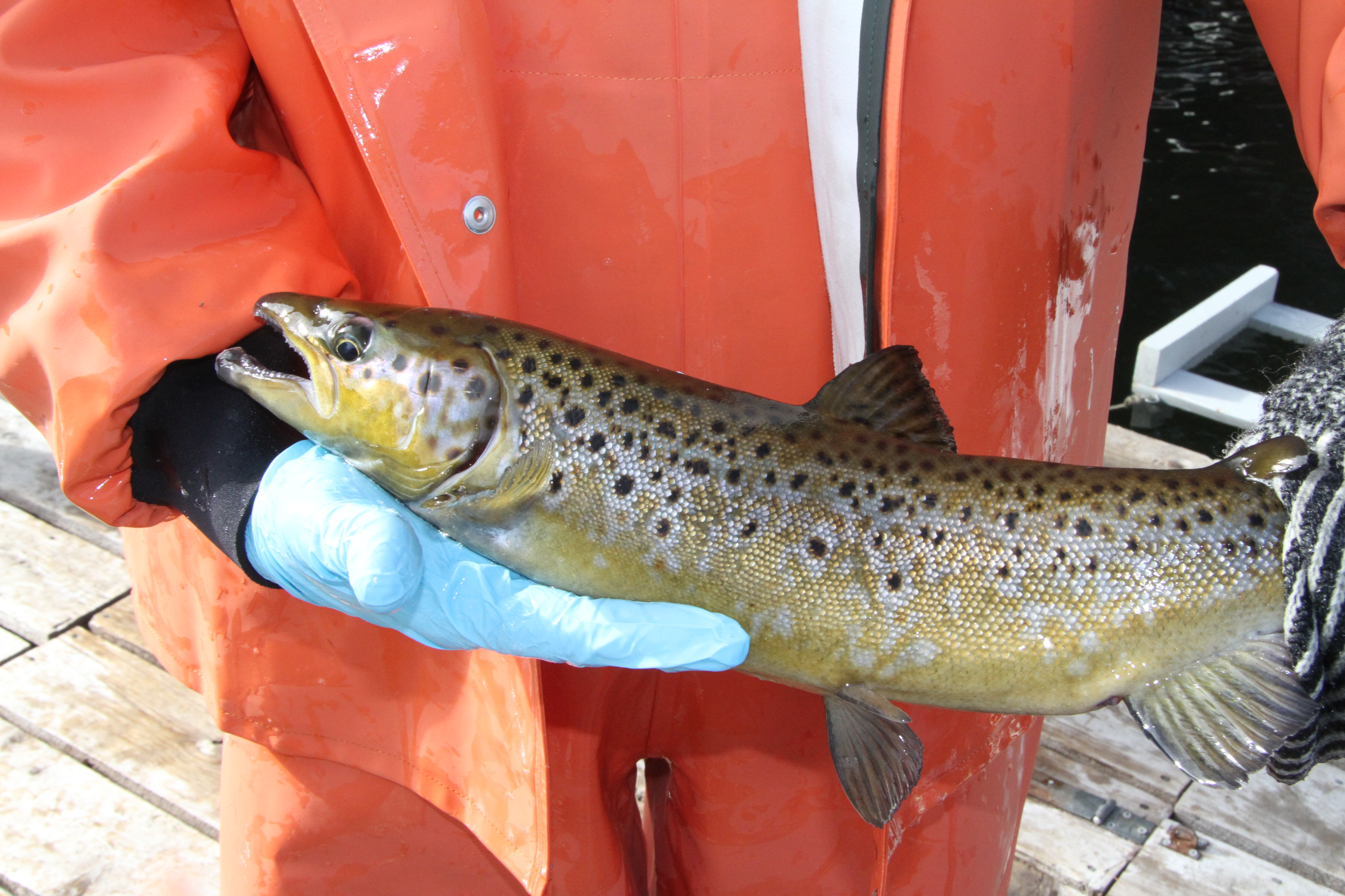 A ripe West Grand Lake salmon.