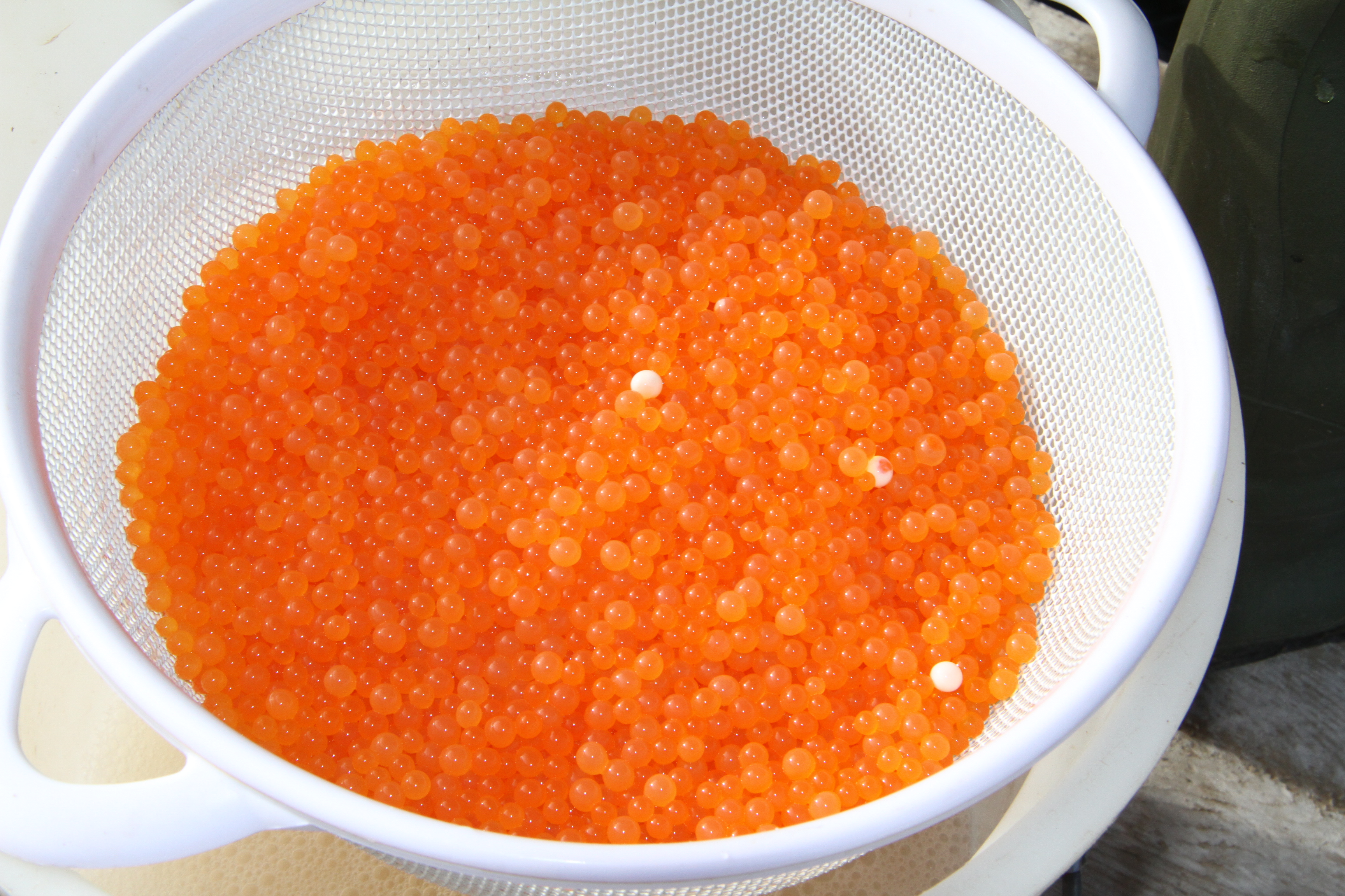 A bowl full of fertilized salmon eggs. The white eggs are "dead" eggs that will be removed before they are brought to the hatchery.