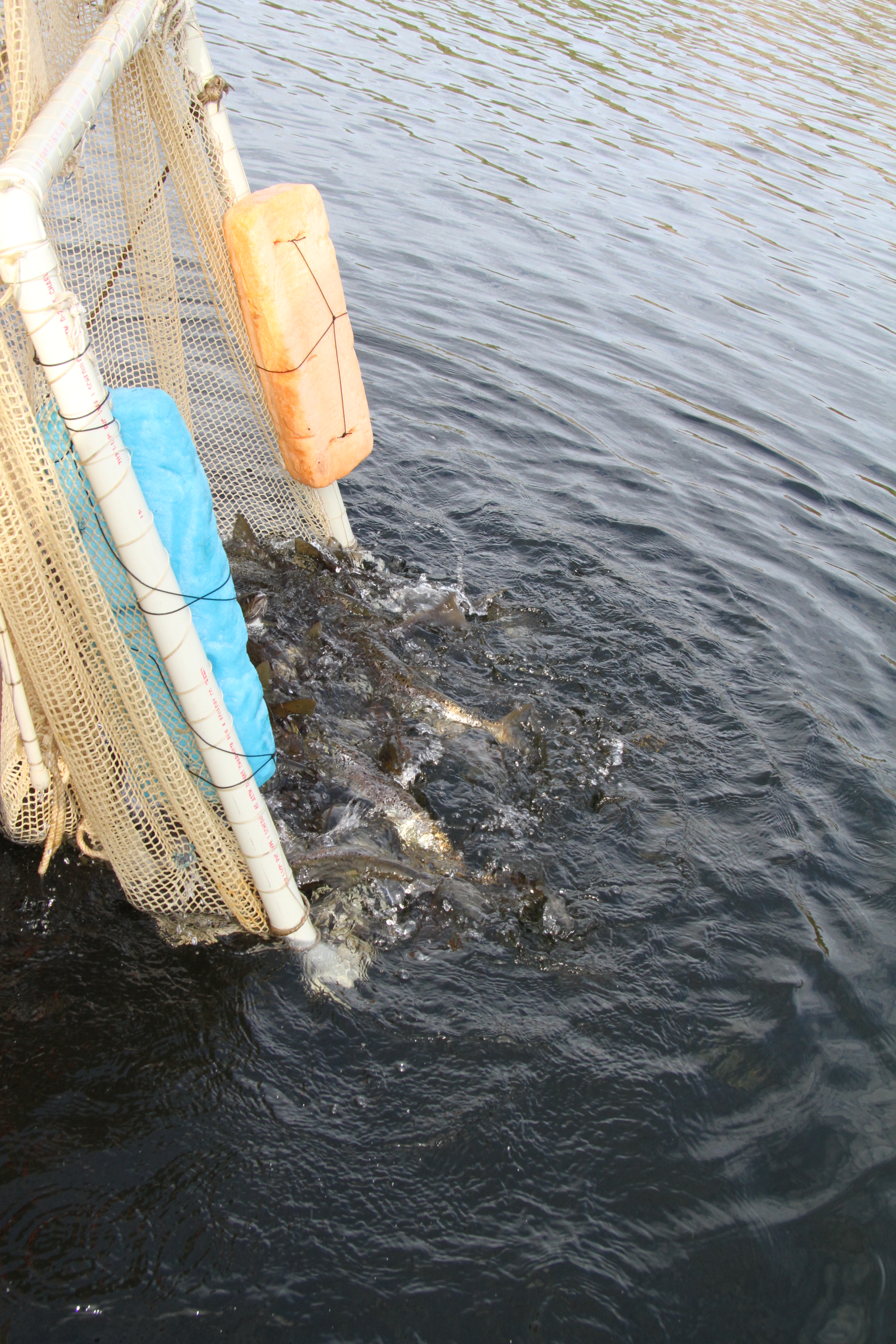 Once the salmon have been stripped of their eggs or milt, they are released back into West Grand Lake.