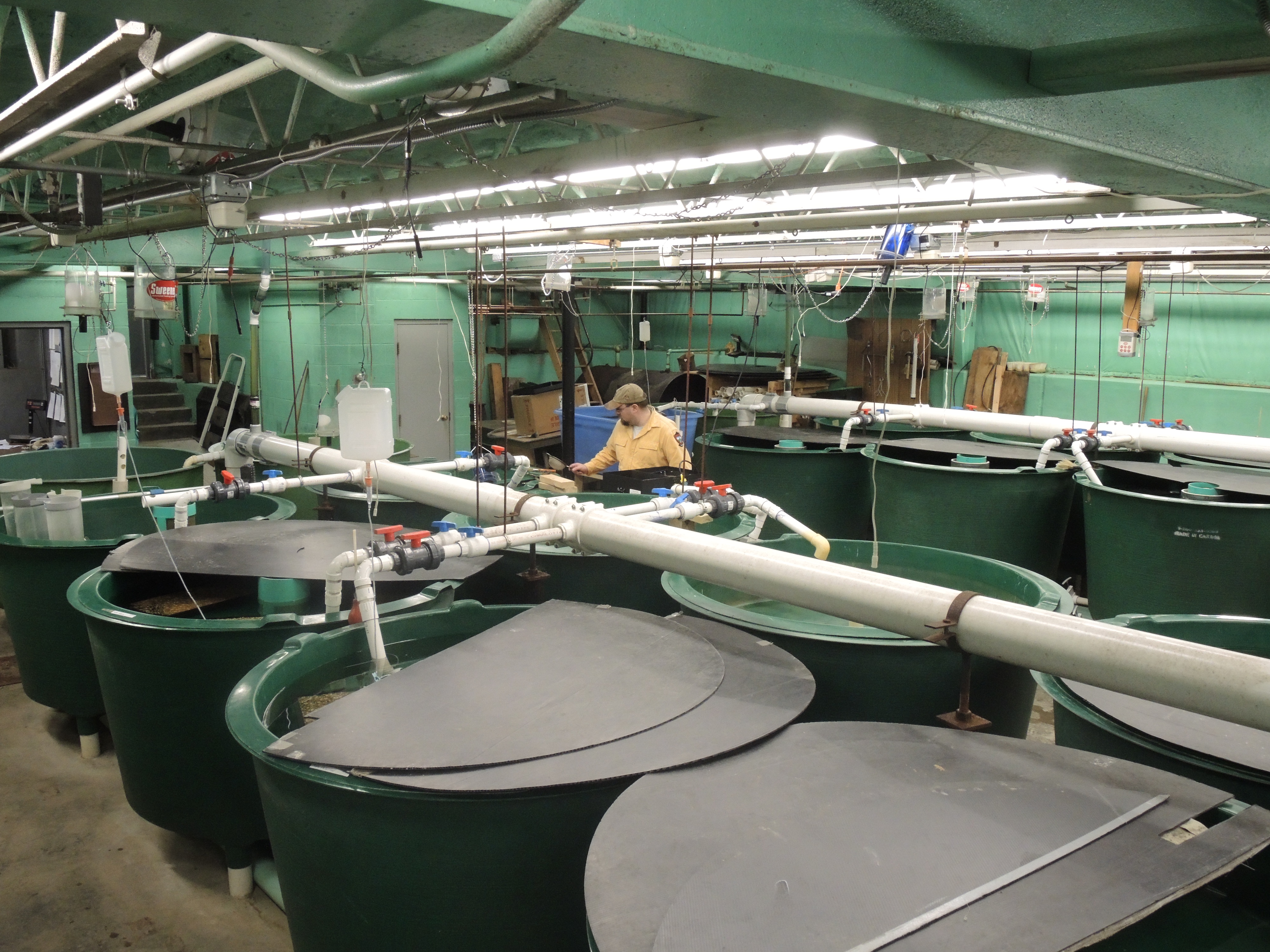 Once sorted, eggs will be placed in trays and set in these large green tanks where they will hatch.