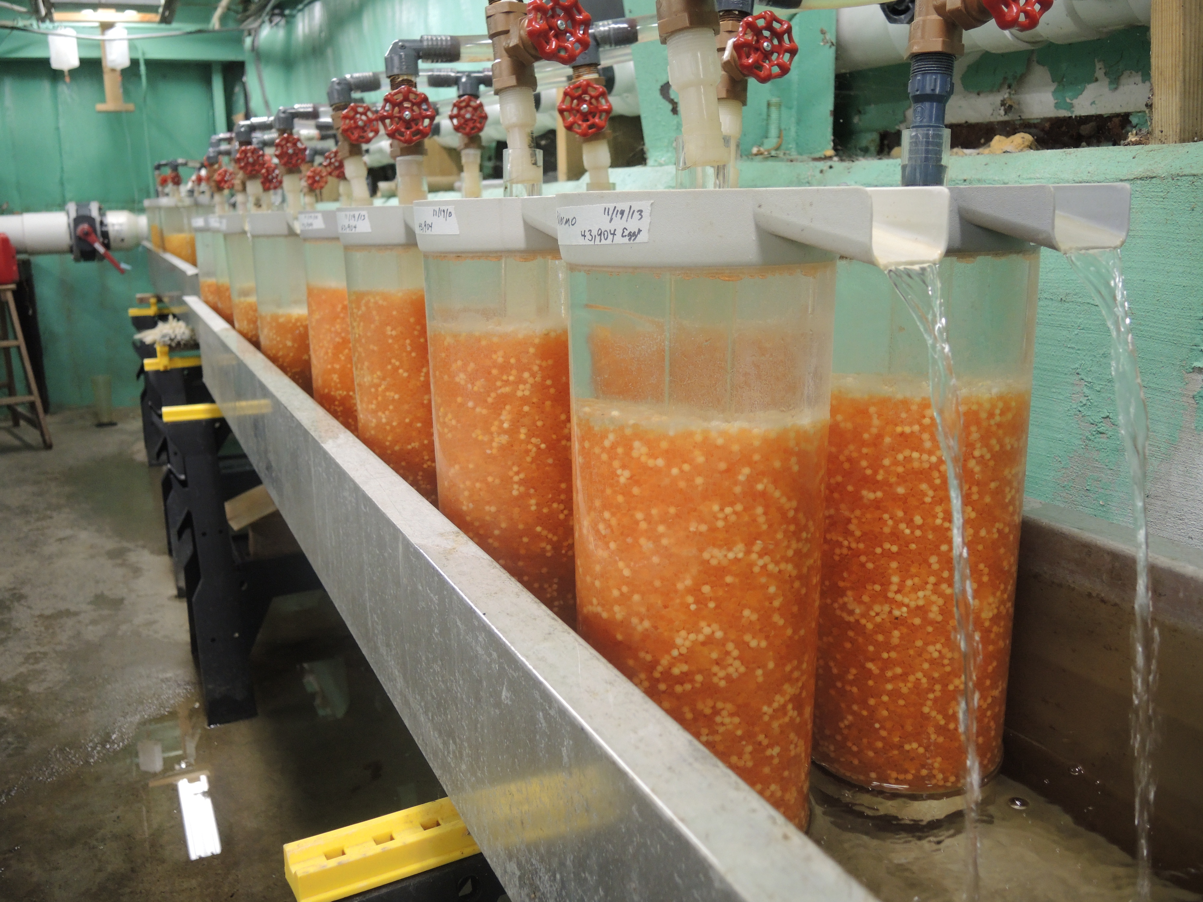 Millions of trout, salmon and togue eggs are stored in these containers until they are near hatching.