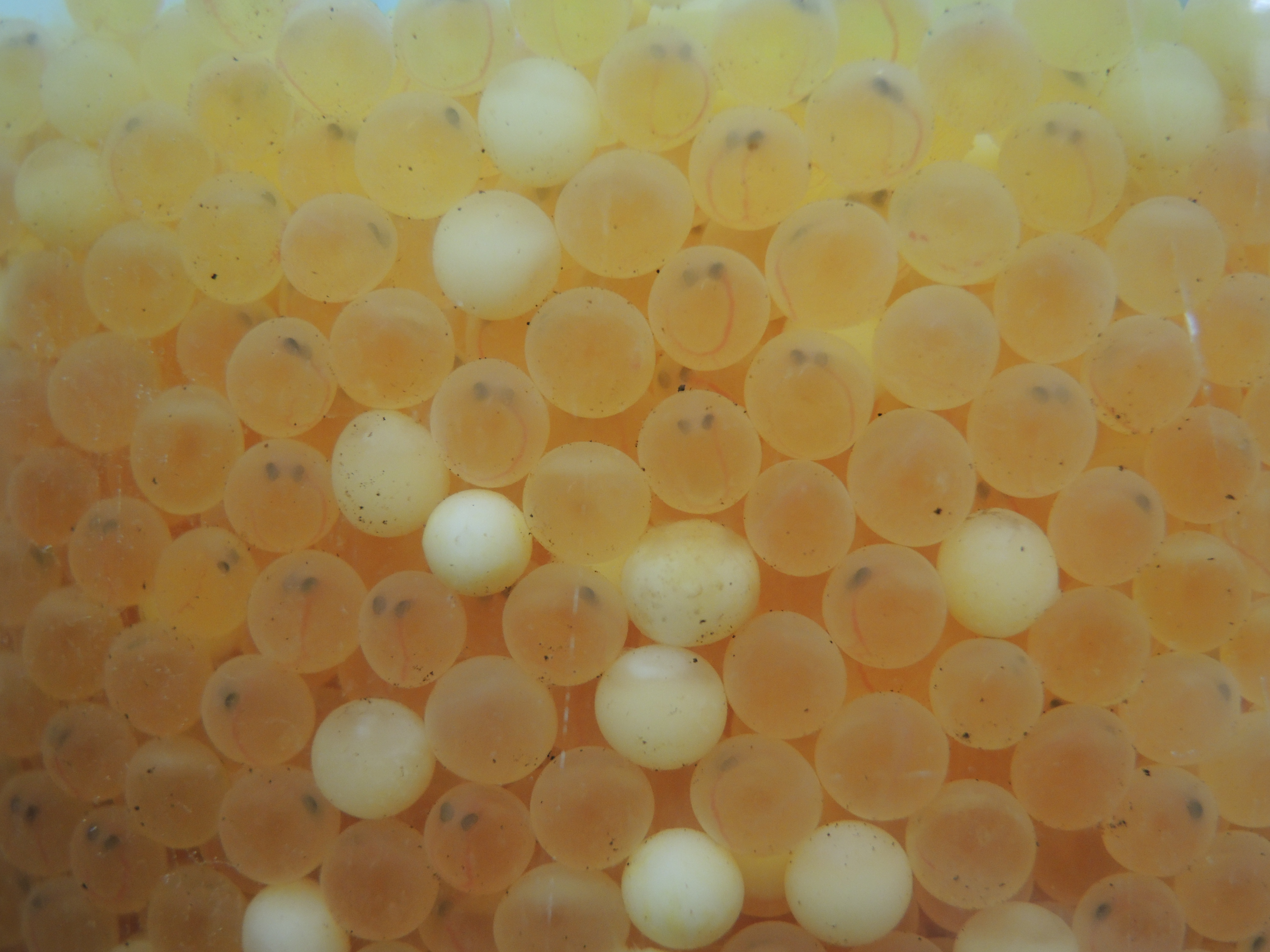 This container holds fertilized brook trout eggs that have eyed up. The white eggs are dead, and will be removed.