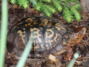 Eastern Box Turtle