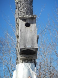 One of the duck boxes on the Gregg Sanborn (Brownfield) WMA