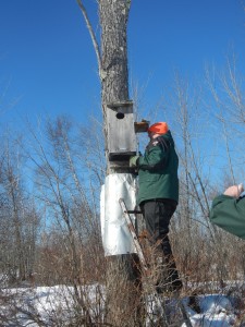 A MDIFW wildlife biologist cleans last year's nesting materials from one of the MDIFW maintained duck boxes on the Brownfield WMA. New nesting material will be added to prepare the box for use by a hen wood duck in the spring.