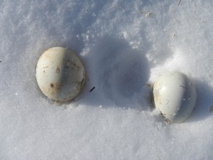 Both of these eggs were found in the same nest box. The egg on the left belongs to a wood duck. Usually the wood duck egg is off-white and slightly smaller than the white egg from the hooded merganser, on the right.