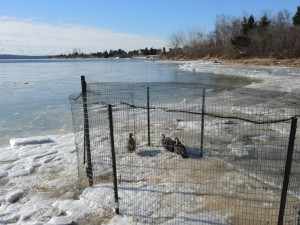 These black ducks were attracted inside the funneled fencing looking for corn. Biologists set the traps when the weather is cold and other food sources are covered in ice and snow.