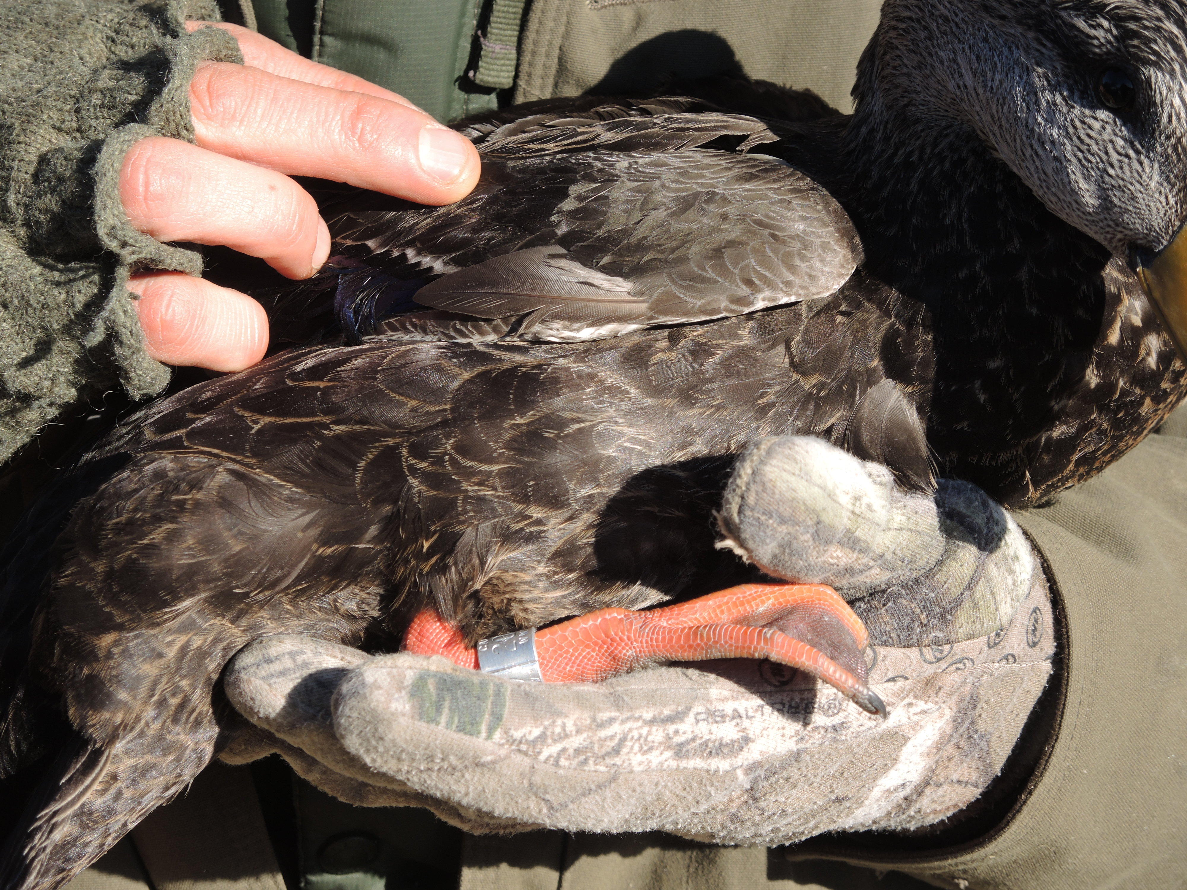 The numbered band on this duck will allow biologists to track this duck and provide valuable information on such things as migration routes and mortality.