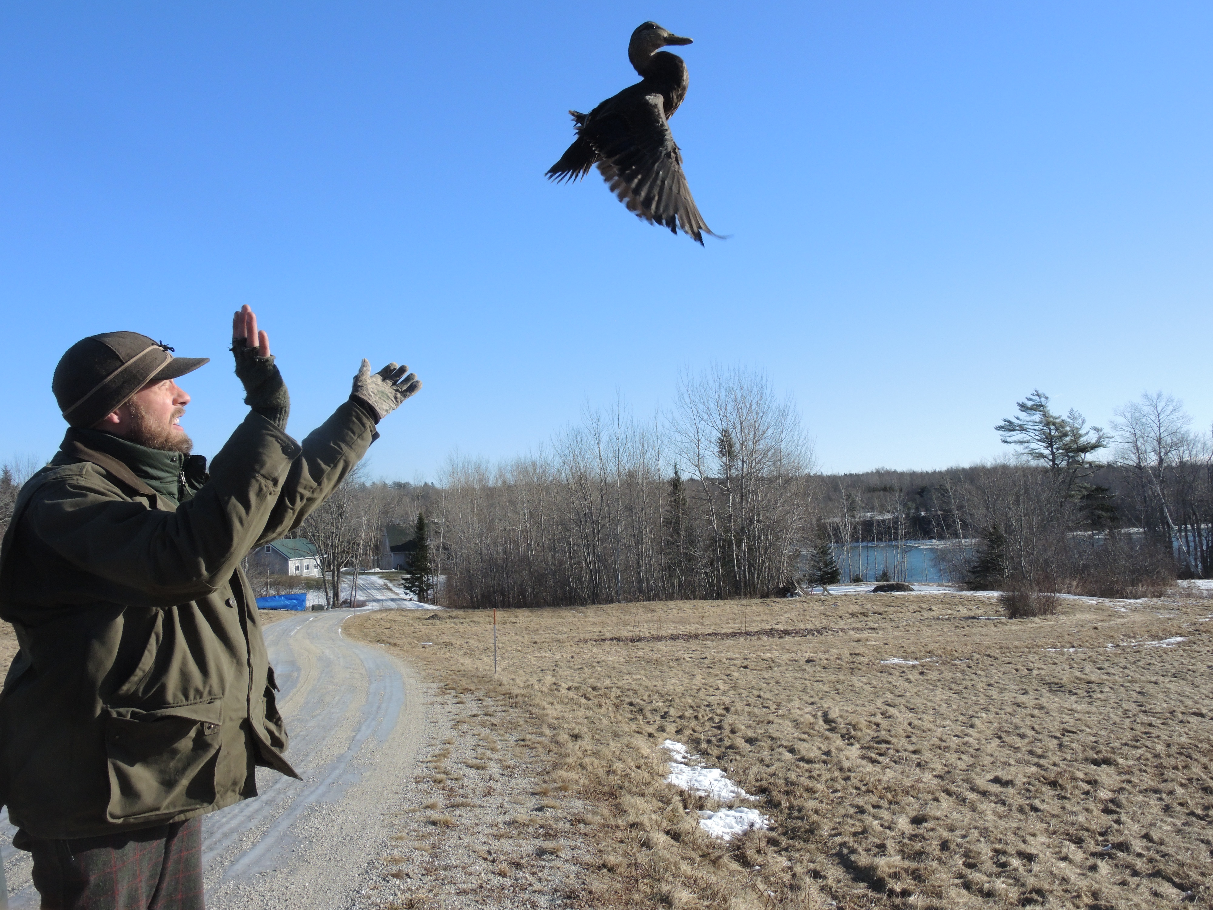 Once all the ducks are banded, they are released back into the wild.