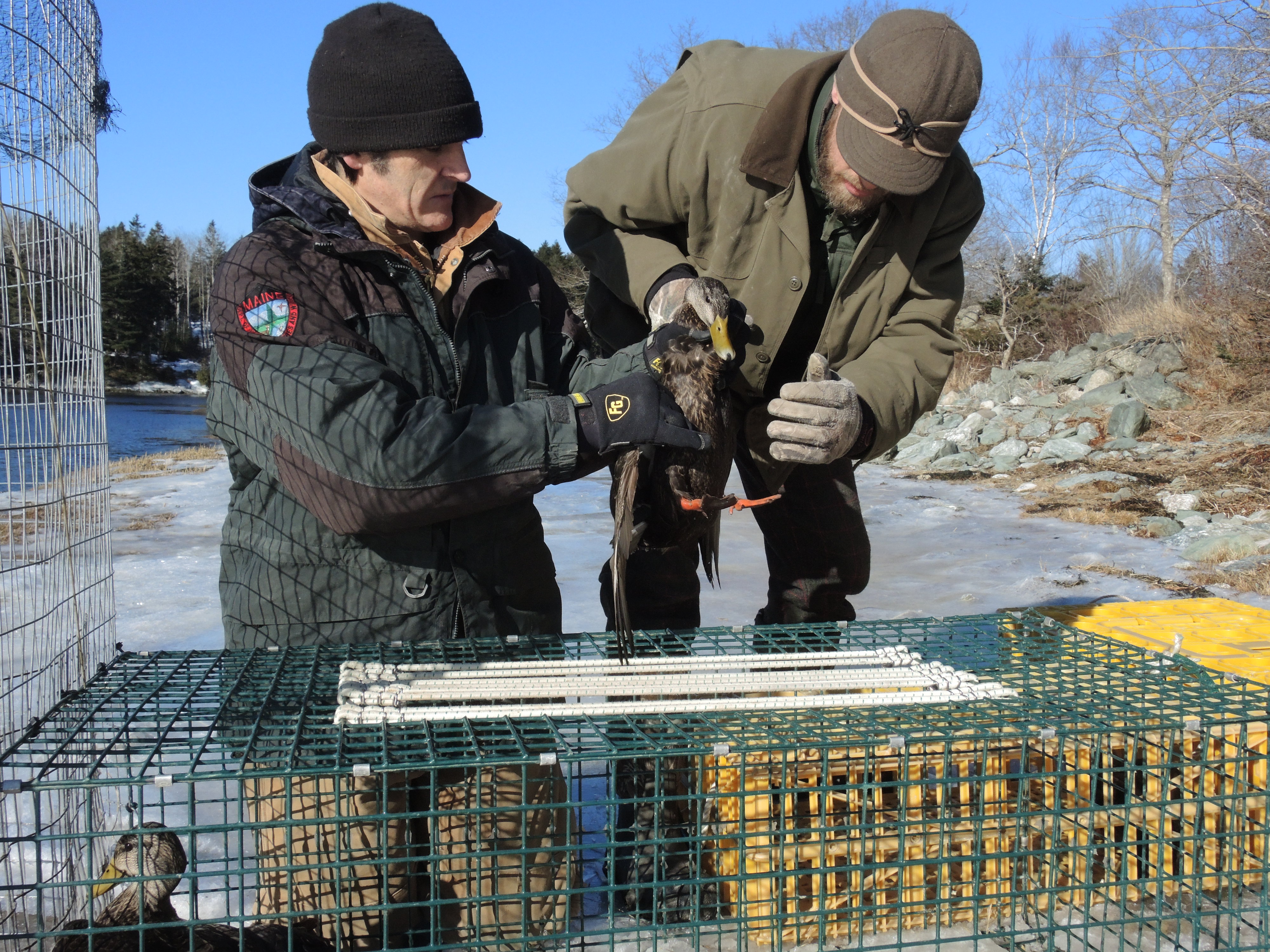 Once inside the fencing, the ducks are led into a smaller crate, and they are then removed in order to place a band on their leg.