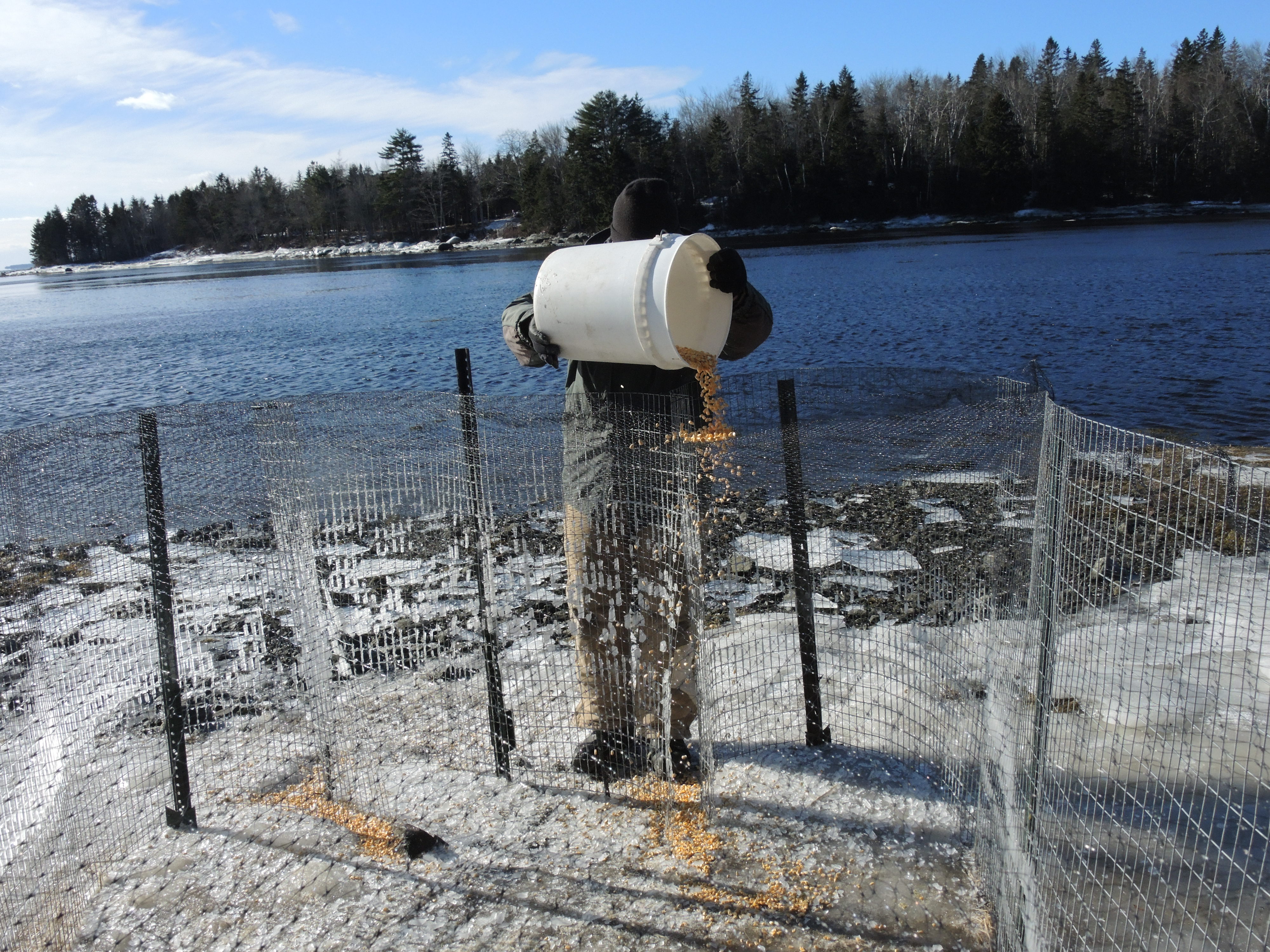 Whole kernel corn is placed leading up to the enclosure as well as inside in order to attract the ducks.