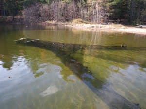 A trap net set for salmon and trout. (photo courtesy: Brian Lewis)