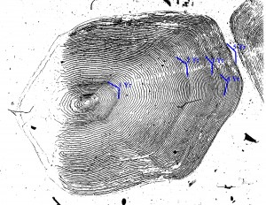 A scale from a 5 year old landlocked salmon. Each year adds multiple rings and the space between each ring gives you an idea of how quickly the fish was growing.