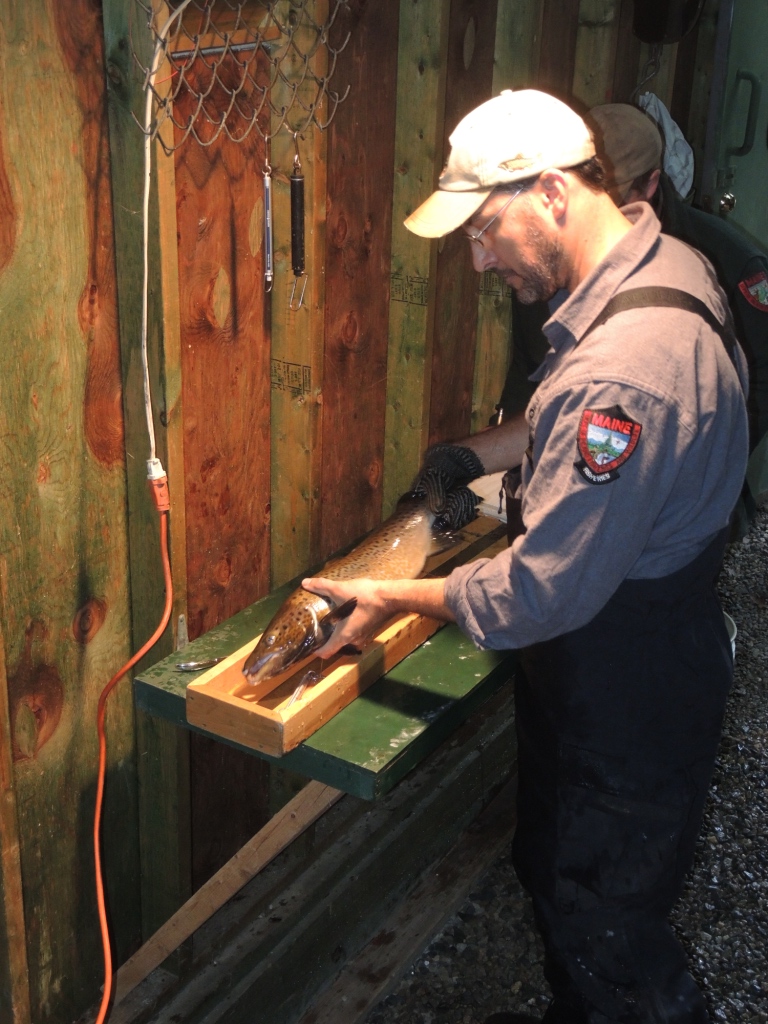 Fisheries Biologist Jim Pellerin measures and weighs each salmon before releasing them. The data gives biologists a glimpse into the health of the salmon population.