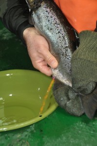 Female salmon are stripped of their eggs by applying pressure in their abdomen area.