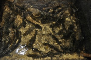 Salmon congregate in the raceways after traveling up the Jordan River