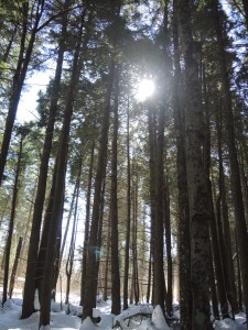 Older, mature softwood trees such as these hemlocks provide both cover and food.