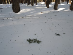 litterfall, such as this hemlock twig, provides some nutritional value to foraging deer.