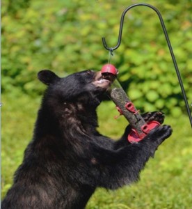 bear birdfeeder