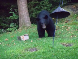 bear birdfeeder 3