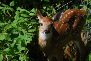 fawn