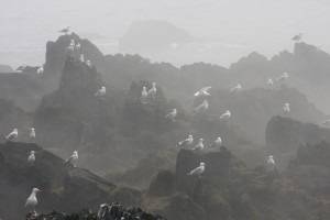 Some of Big Libby Island ledges in the fog with resident gulls