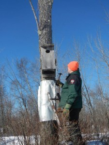 Cory Stearns maintains a waterfowl nest box at Gregory Sanborn WMA