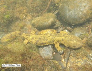 Adult Hellbender -- Photo by Dr. Rod Williams