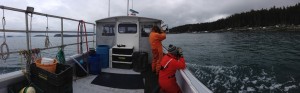 A lobster boat provides an excellent platform for counting purple sandpipers