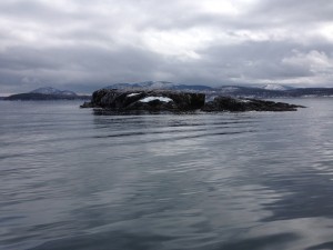 snow-covered ledges like this provide a wintering home for purple sandpipers. A snow covered Acadia Park is in the background.