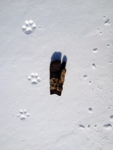 Lynx Tracks Hulsey Image