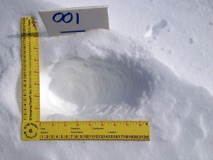 Measure Lynx Tracks Hulsey Image