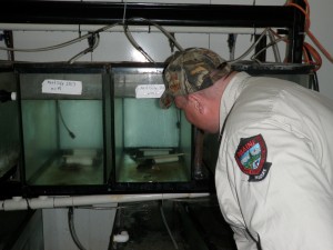 Eastern Hellbender captive rearing facility at Purdue University.