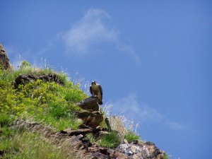 Adult peregrine falcon perched on Big Libby Island in 2006 (USFWS photo)