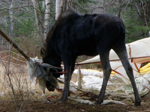 A young and very tangled bull moose, which was chemically immobilized and freed  by Regional Wildlife Biologist Bob Cordes