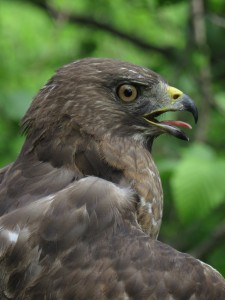 Eye to eye with a broad-winged hawk. (IFW photo by Amy Meehan)