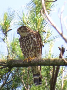 A female merlin strikes a watchful eye (IFW photo by Amy Meehan)