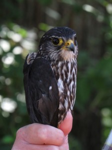 Kestrels ares the smallest raptors in Maine. (IFW photo by Amy Meehan)