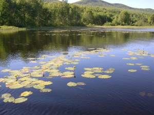 Stump Pond WMA