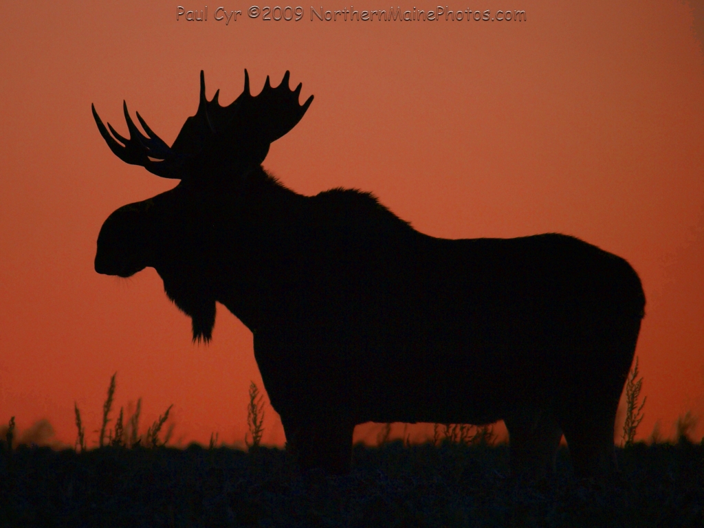 Changes to the Maine Moose Hunting Hours? IFW Blogs
