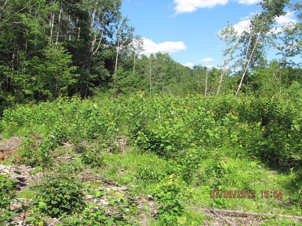 Developing young forest small